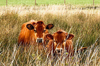 two jersey milk cows in tall grass on the homestead