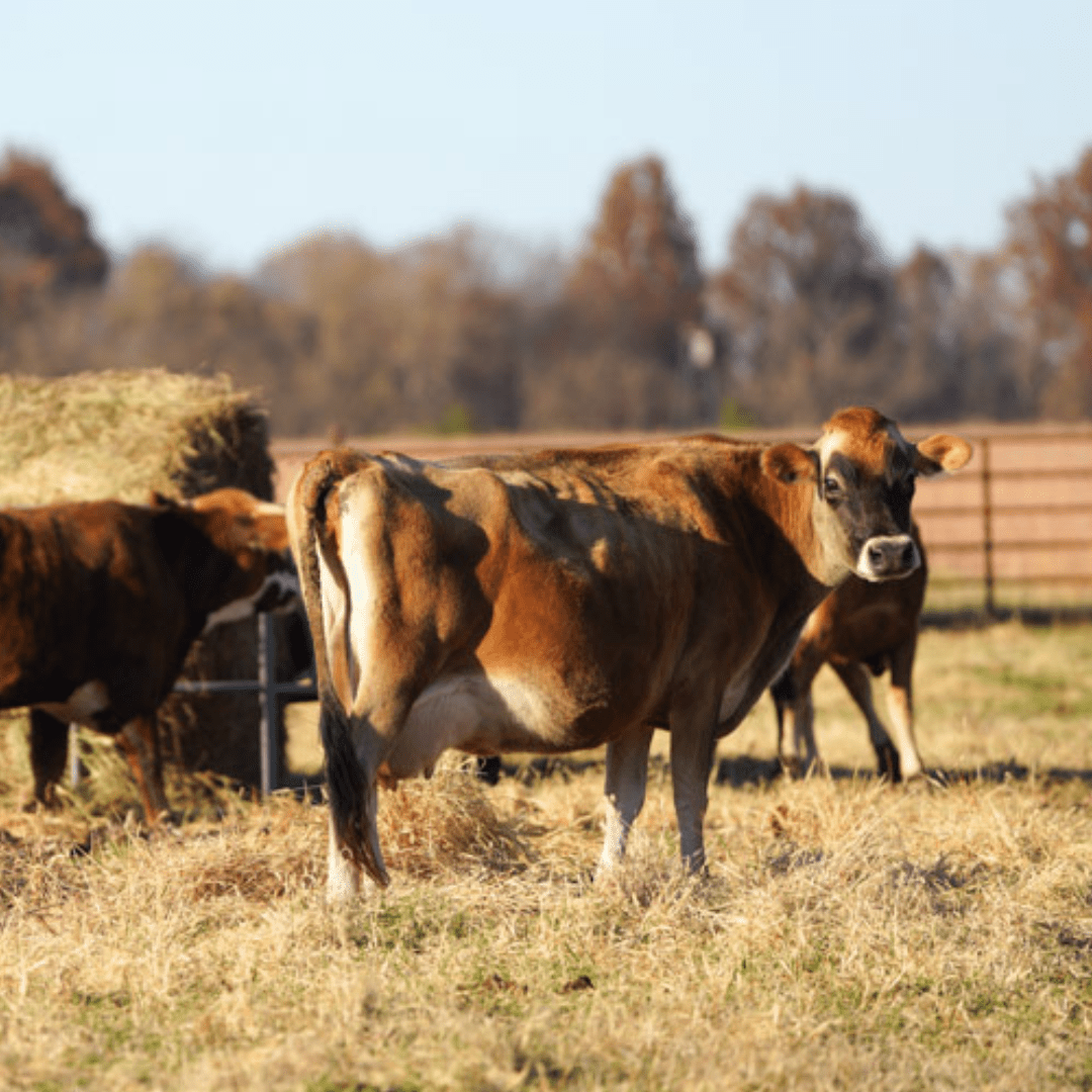 jersey milk cows standing around bale in pasture.