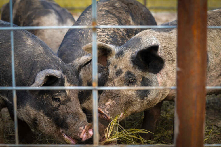 four pigs eating on other side of fence.