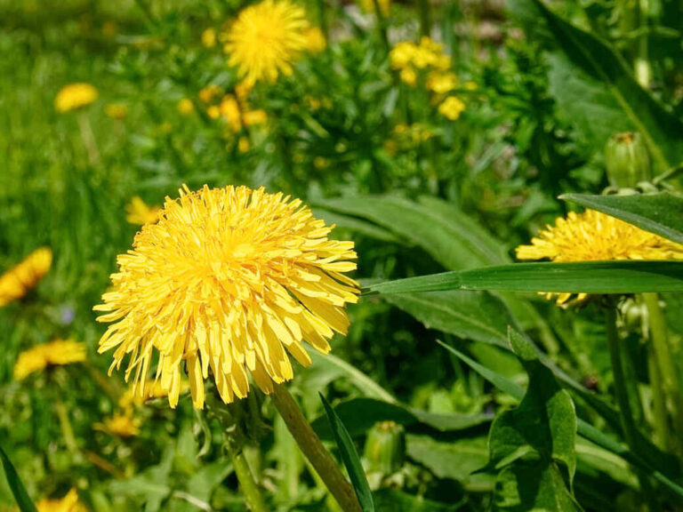 Dandelion flower in grass. Medicinal properties.