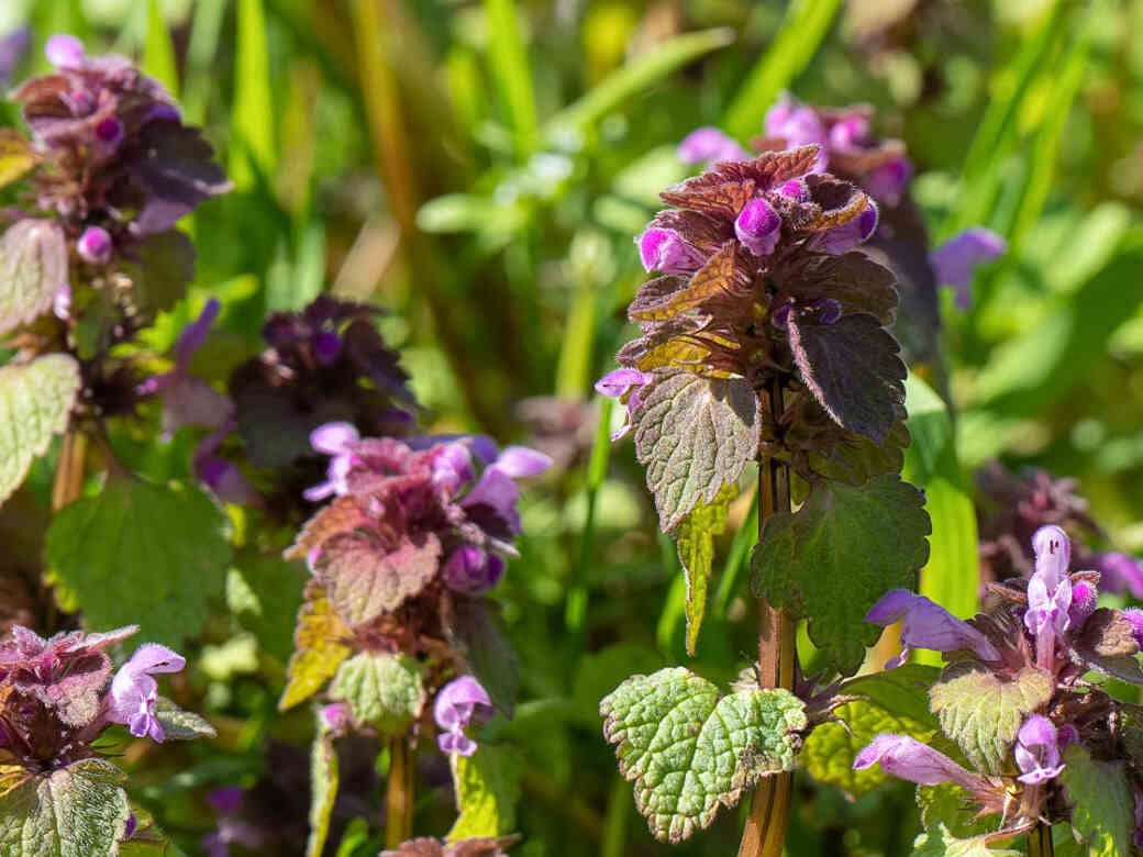 Purple Dead Nettle plant in grass. Medicinal properties.