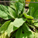 Mullein plant along fence row. Medicinal properties.