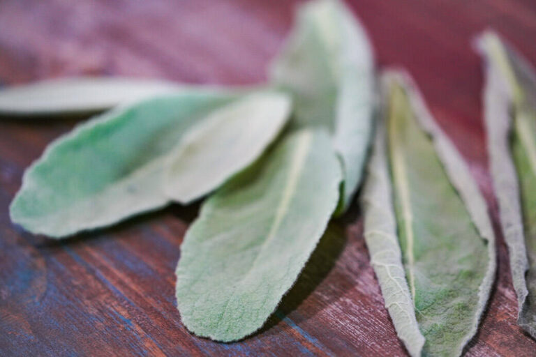 Mullein leaves laying on table.